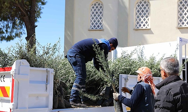 Urla’da zeytin seferberliği 20 mahalleye fidan desteği