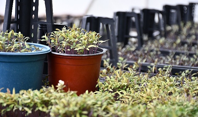Lüleburgaz Belediyesi ata tohumlarını yaşatıyor