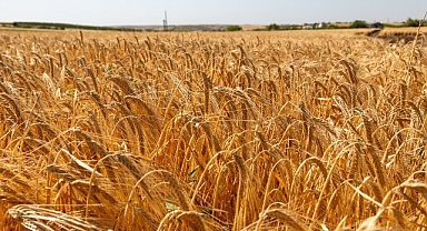 Anadolu Efes, Onarıcı Tarım Faaliyetleriyle Yetiştirilen İlk Arpa Hasadını Gerçekleştirdi