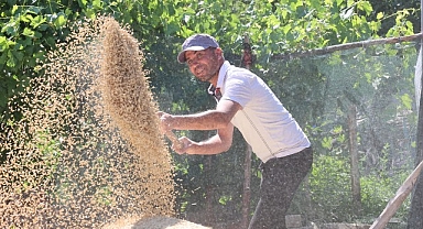 Korkuteli Yeşiloba Yaylası’nda buğday hasadı başladı