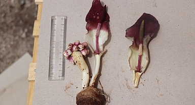 “Karaman yılanpancarı” bilim dünyasına tanıtıldı