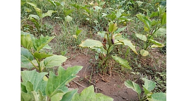 Efes Tarlası Yaşam Köyü’nde Elde Edilen Yerel Tohumlar Anadolu’nun Dört Bir Yanında Filizleniyor