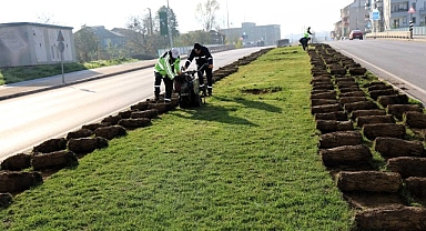 Ağaçlar yeni yerlerinde hayat bulacak
